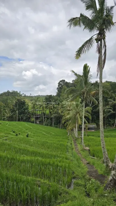 Jatiluwih Rice Terraces Bali Tropical Landscape - stock photo