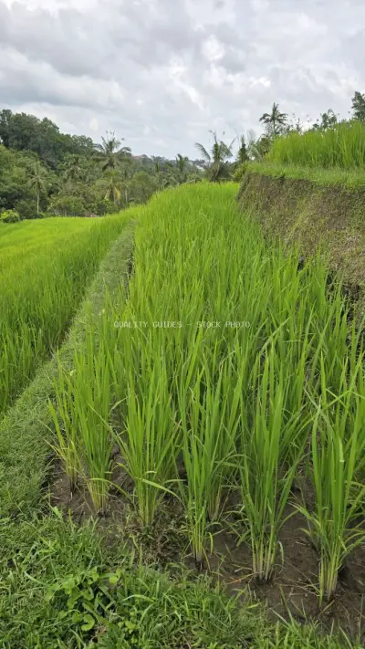 Lush Green Rice Terraces Bali Jatiluwih Agricultural Landscape - stock photo