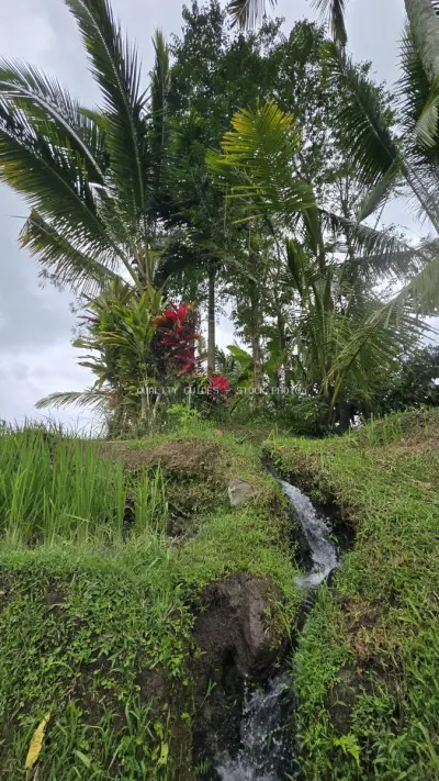 Tropical Rice Terraces with Palm Trees and Water Stream - stock photo