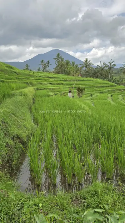 Jatiluwih Rice Terraces Bali Mountain Landscape - stock photo