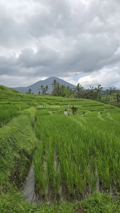 Jatiluwih Rice Terraces Bali Mountain Landscape - stock photo