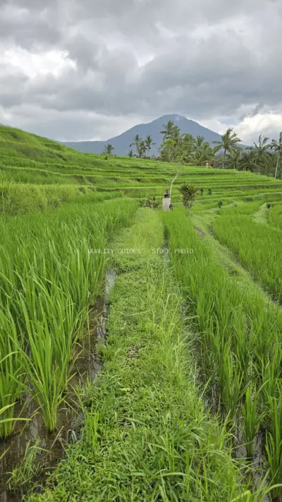 Jatiluwih Rice Terraces Bali Mountain Landscape - stock photo