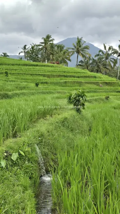 Jatiluwih Rice Terraces Bali Landscape with Mountain View - stock photo