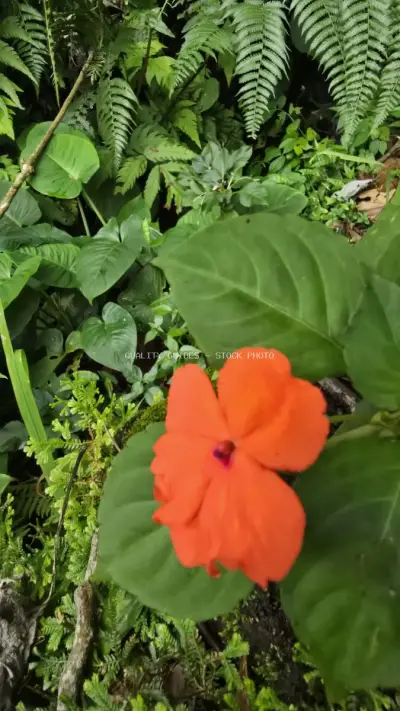 Vibrant Red Flower Tropical Jungle Foliage Bali - stock photo