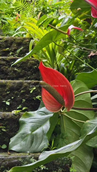 Red Anthurium Flower Tropical Garden Bali Indonesia - stock photo