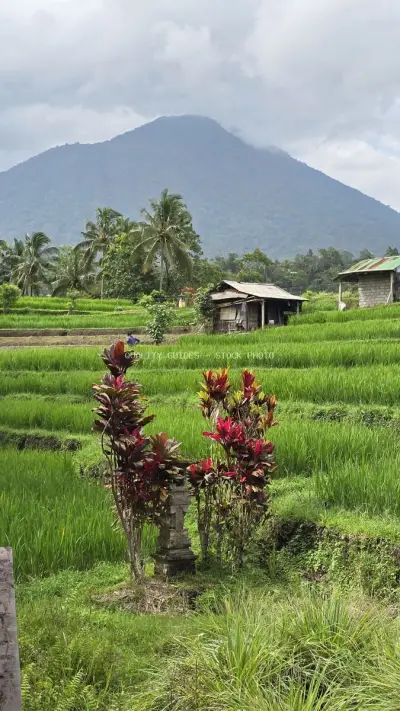 Jatiluwih Rice Terraces Bali with Mountain and Red Flowers - stock photo