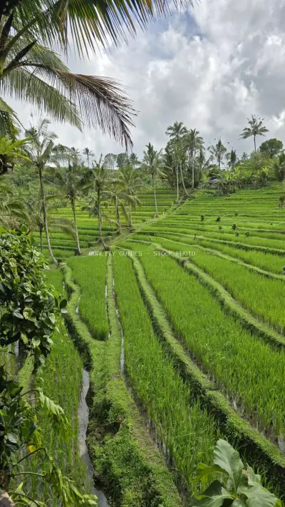 Jatiluwih Rice Terraces Bali Tropical Agricultural Landscape - stock photo