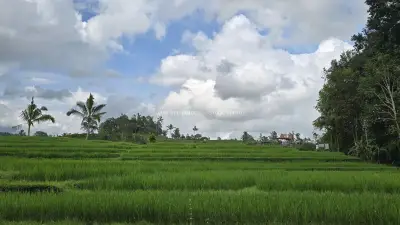 Lush Green Rice Fields Bali Tropical Landscape - stock photo