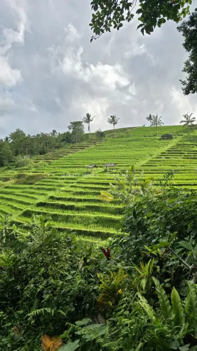 Jatiluwih Rice Terraces Bali Landscape with Tropical Sky - stock photo