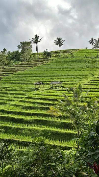 Jatiluwih Rice Terraces Bali Landscape with Palm Trees - stock photo