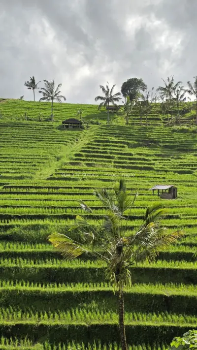 Jatiluwih Rice Terraces Bali Landscape with Palm Trees - stock photo