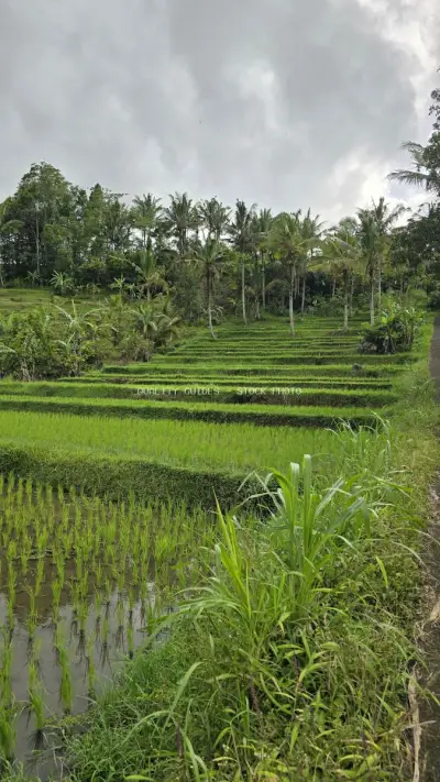 Lush Green Rice Terraces Bali Tropical Landscape - stock photo