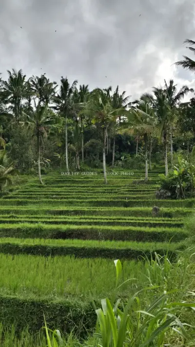 Lush Green Rice Terraces with Coconut Palms Bali - stock photo