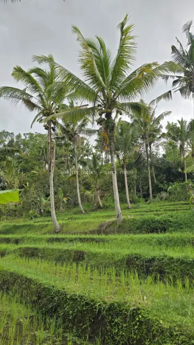 Tall Coconut Palms in Lush Bali Rice Fields - stock photo