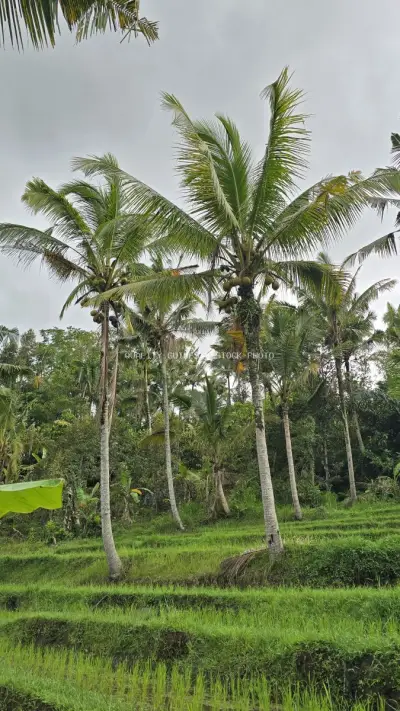 Tropical Coconut Palms Over Lush Green Rice Fields Bali - stock photo