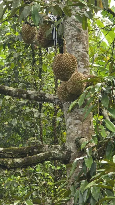 Durian Fruits Hanging on Tree in Bali Jungle - stock photo