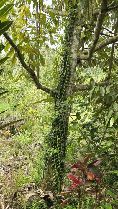 Lush Tropical Forest Canopy with Climbing Vines Bali - stock photo