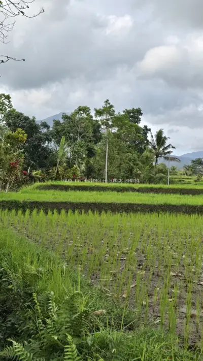 Lush Green Rice Terraces Bali Landscape with Mountains - stock photo