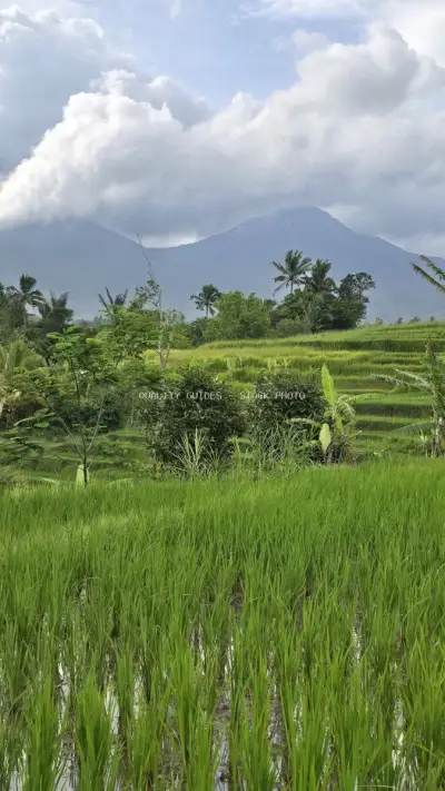 Jatiluwih Rice Terraces Bali Mountain Landscape - stock photo