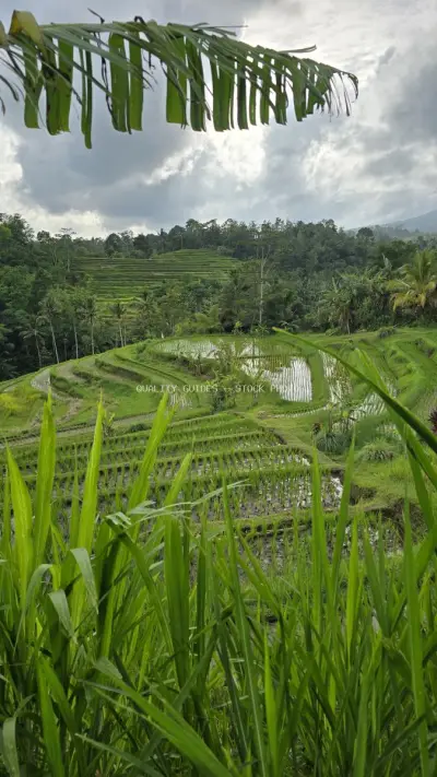 Jatiluwih Rice Terraces Bali with Banana Leaves Foreground - stock photo