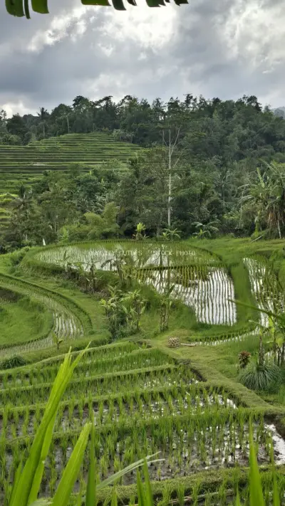 Jatiluwih Rice Terraces Bali Landscape with Tropical Forest - stock photo