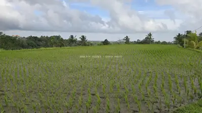 Lush Green Rice Field Bali Landscape with Tropical Sky - stock photo