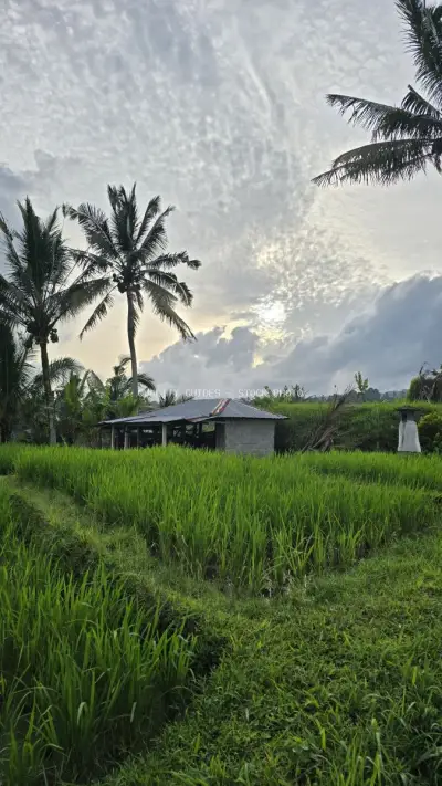 Balinese Rice Paddy with Traditional Farmer's Hut and Palm Trees - stock photo