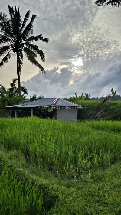 Rural Balinese Rice Field with Traditional Shelter and Palm Trees - stock photo