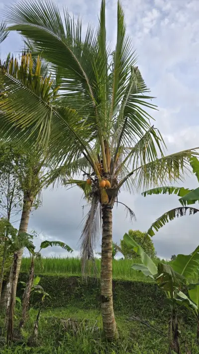Tropical Palm Tree Jatiluwih Rice Terraces Bali Indonesia - stock photo