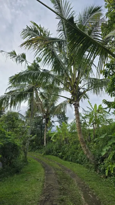 Tropical Palm Tree Path Through Lush Bali Countryside - stock photo