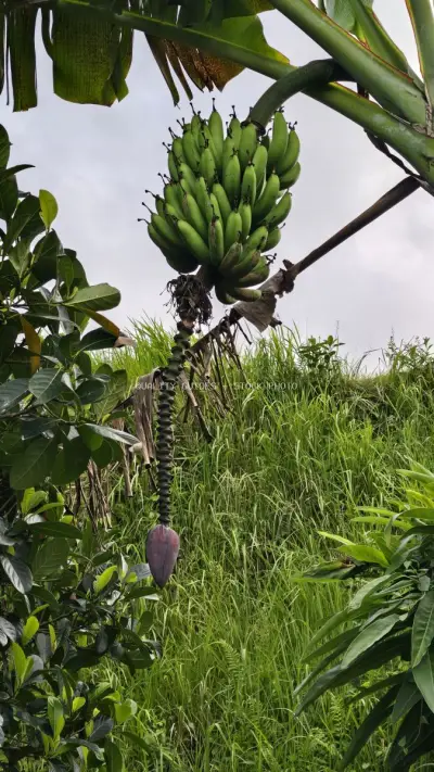 Banana Plant with Green Fruit Bunch in Bali Rice Field - stock photo