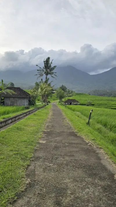 Rural Path Through Jatiluwih Rice Terraces Bali Indonesia - stock photo