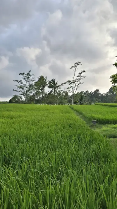 Lush Green Rice Terraces Bali Tropical Landscape - stock photo