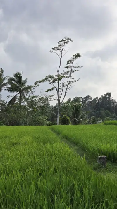 Tall Tree in Lush Green Rice Paddy Field Bali - stock photo