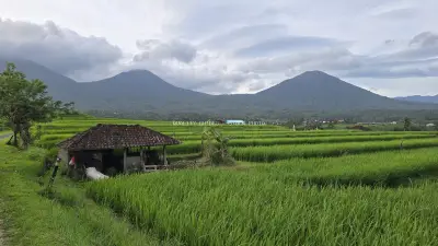 Jatiluwih Rice Terraces Bali with Volcanic Mountains - stock photo