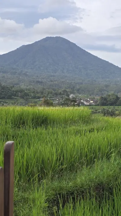 Jatiluwih Rice Terraces with Mountain Backdrop Bali - stock photo