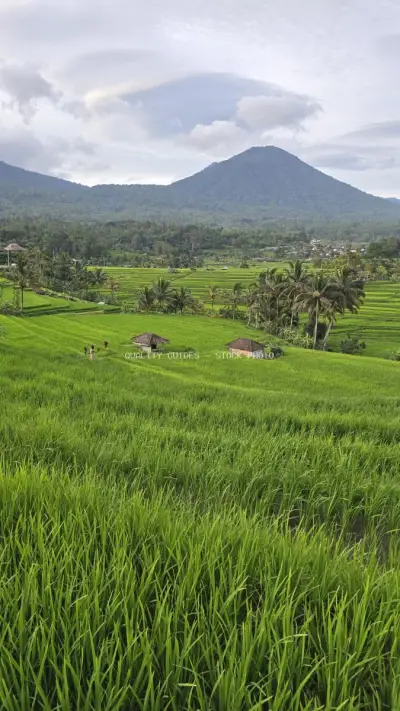 Jatiluwih Rice Terraces Bali Volcano Mountain Landscape - stock photo