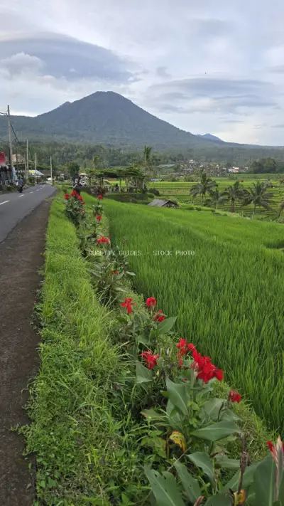 Jatiluwih Rice Terraces Bali with Volcano Mountain View - stock photo