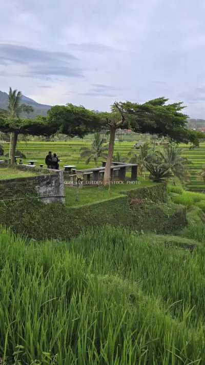 Jatiluwih Rice Terraces Bali with Visitors and Mountain Views - stock photo