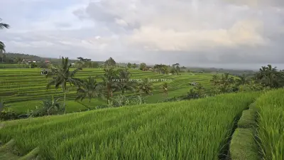 Jatiluwih Rice Terraces Bali Landscape with Palm Trees - stock photo