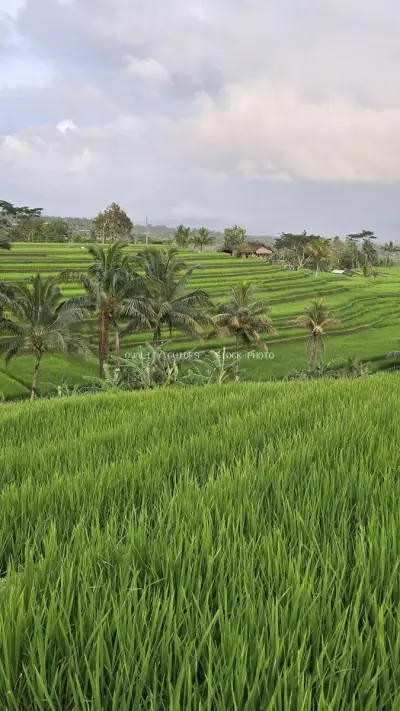 Jatiluwih Rice Terraces Bali Landscape with Palm Trees - stock photo