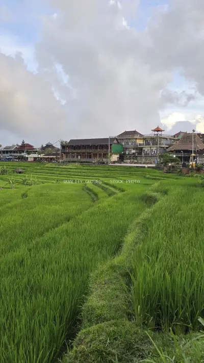 Jatiluwih Rice Terraces Bali Traditional Village Landscape - stock photo