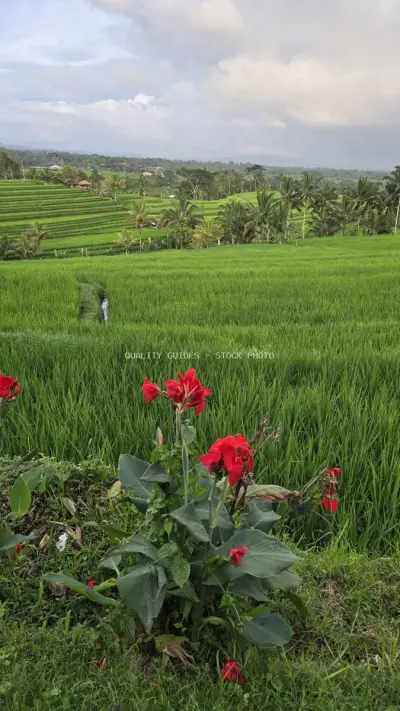 Red Flowers Blooming in Jatiluwih Rice Terraces Bali - stock photo