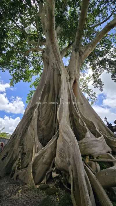 Ancient Bayan Tree Bali Massive Trunk Roots - stock photo