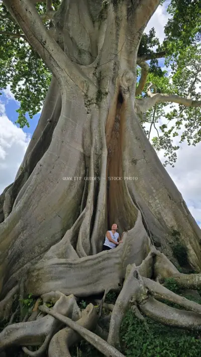 Tourist Exploring Ancient Banyan Tree Bali Indonesia - stock photo
