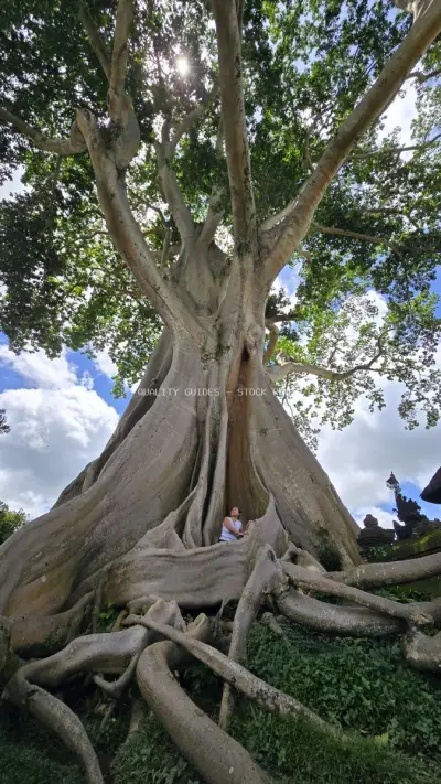 Ancient Bayan Tree Bali Massive Roots Landmark - stock photo