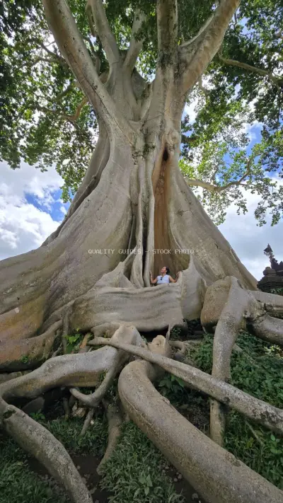 Ancient Bayan Tree Bali with Visitor Exploring Massive Roots - stock photo