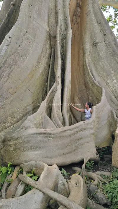 Tourist exploring massive ancient tree trunk in Bali - stock photo