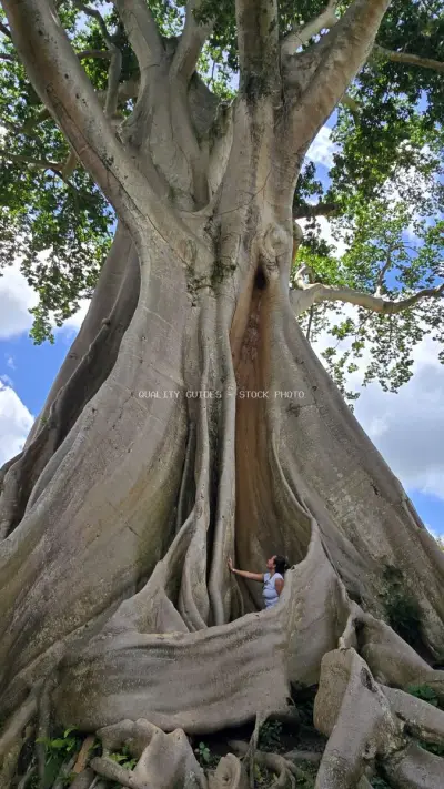 Woman Exploring Ancient Bayan Tree Bali Indonesia - stock photo