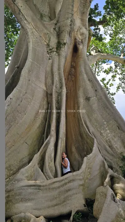 Tourist Exploring Ancient Bayan Tree Trunk in Bali - stock photo